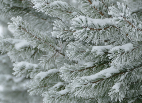 Frosted spruce needles in the wild. 