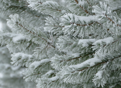 Frosted spruce needles in the wild. 