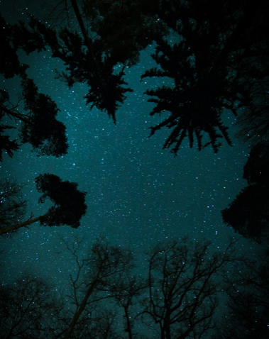 View of the night sky from beneath a circle of trees. 