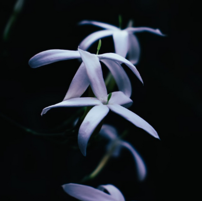 Toddwch Cwyr Soi Jasmine a Patchouli