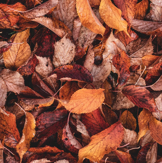 Autumn Leaves Soy Wax Melt