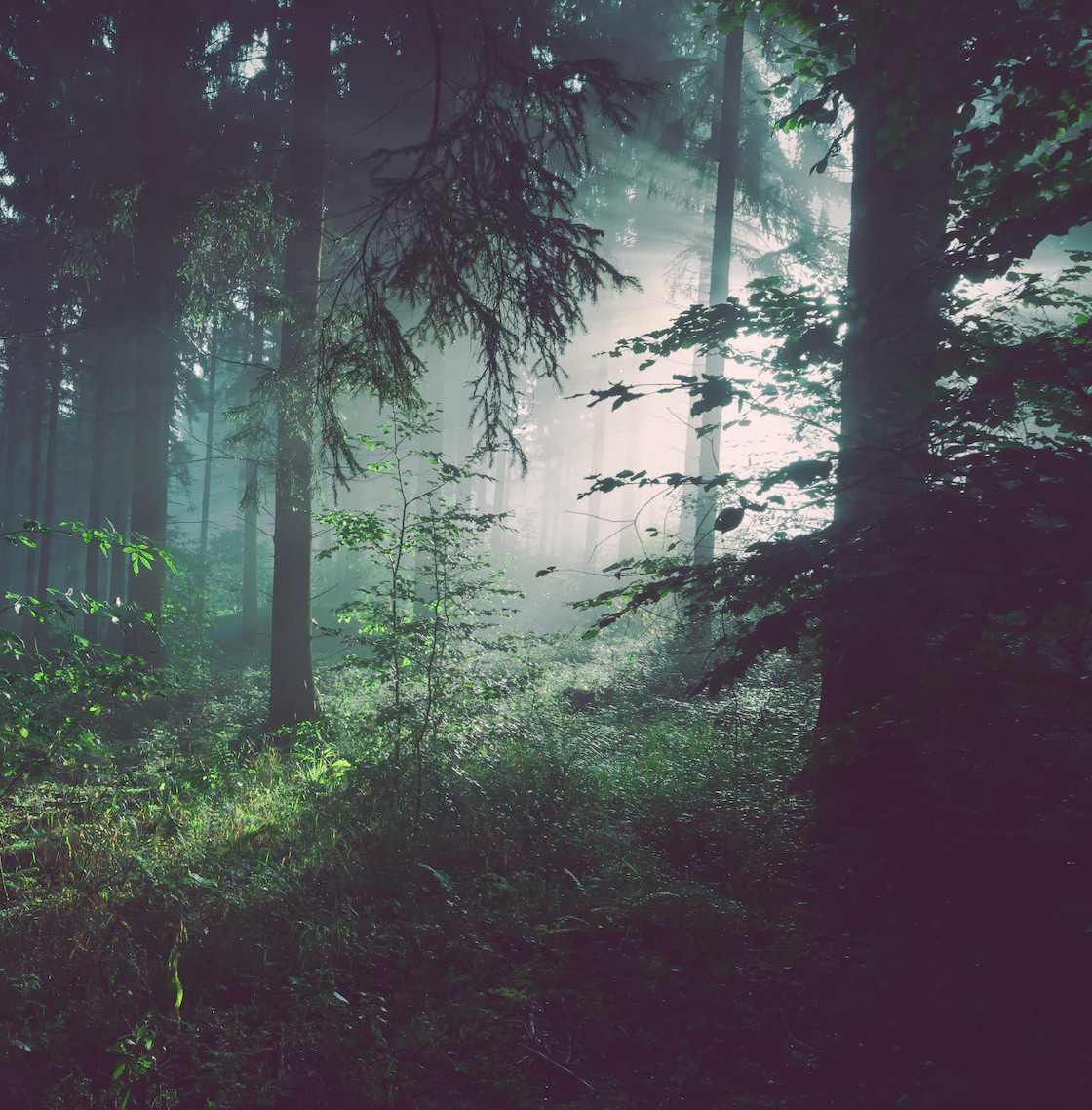 Photograph of light streaming through the trees of a lush forest.