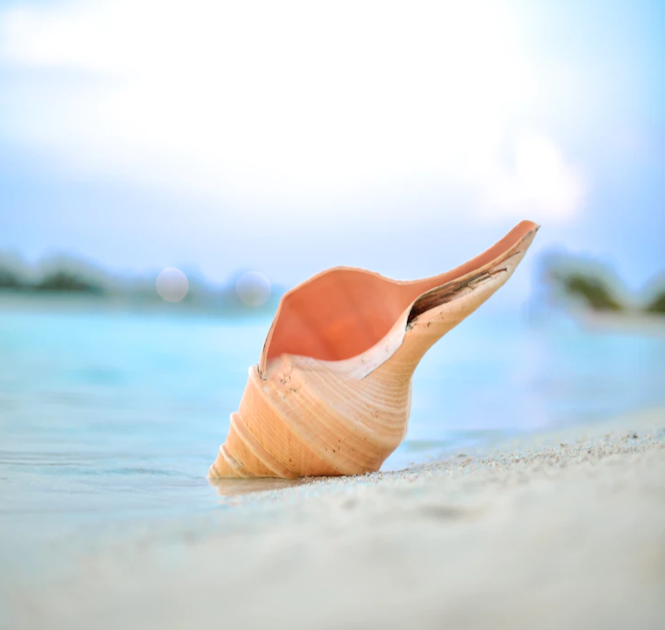 A sea shell on a beach.