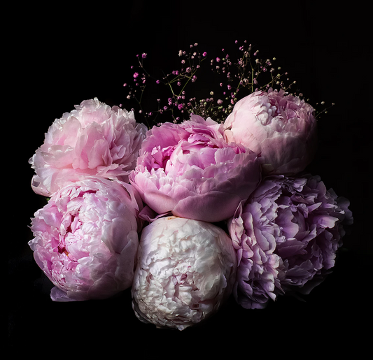 Beautiful peony flowers in bloom against a dark background. 