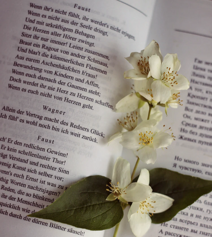 A sprig of jasmine flower on an open book. 